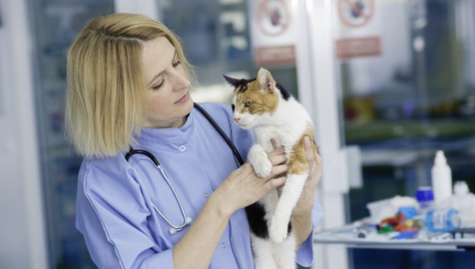 Eosinophilic Granuloma Complex In Cats Symptoms Causes Treatments