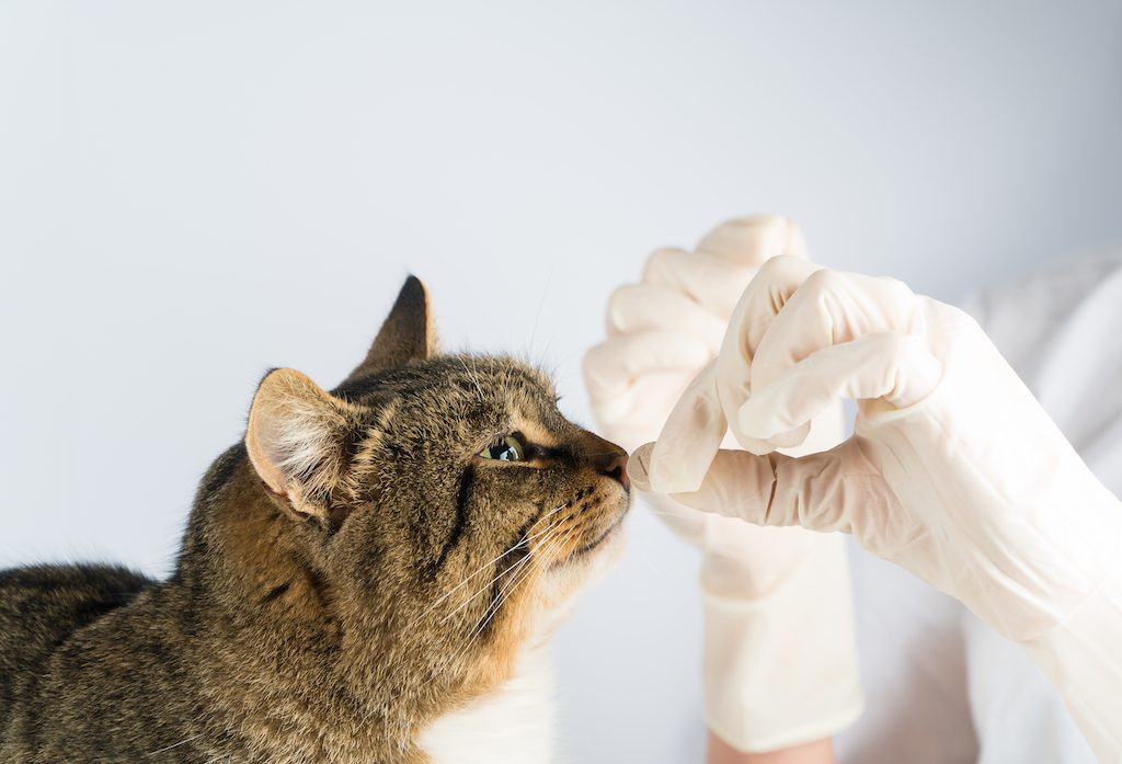 The 5 Best Dewormers For Kittens