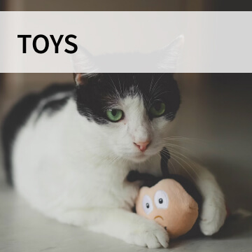 cat toys category graphic