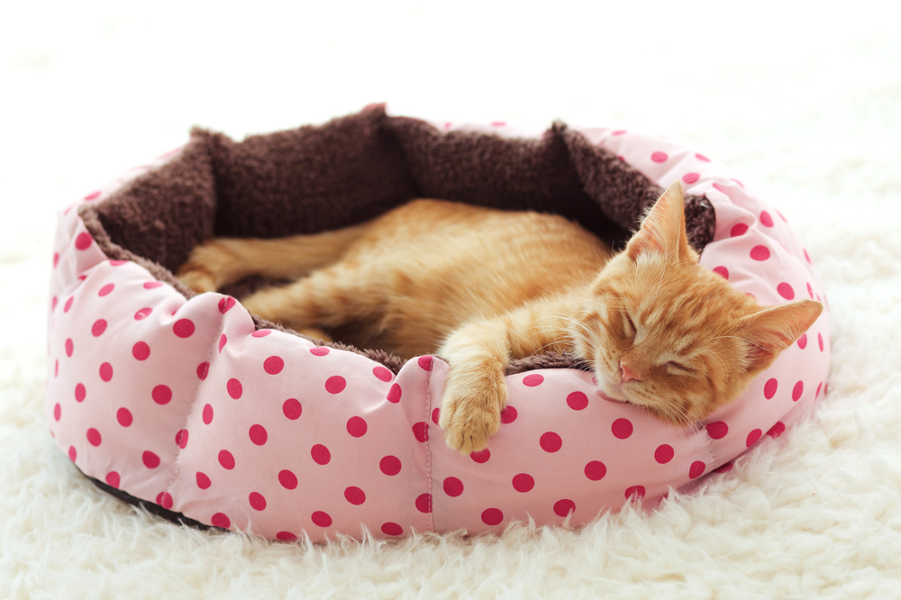 The Best Kitten Beds
