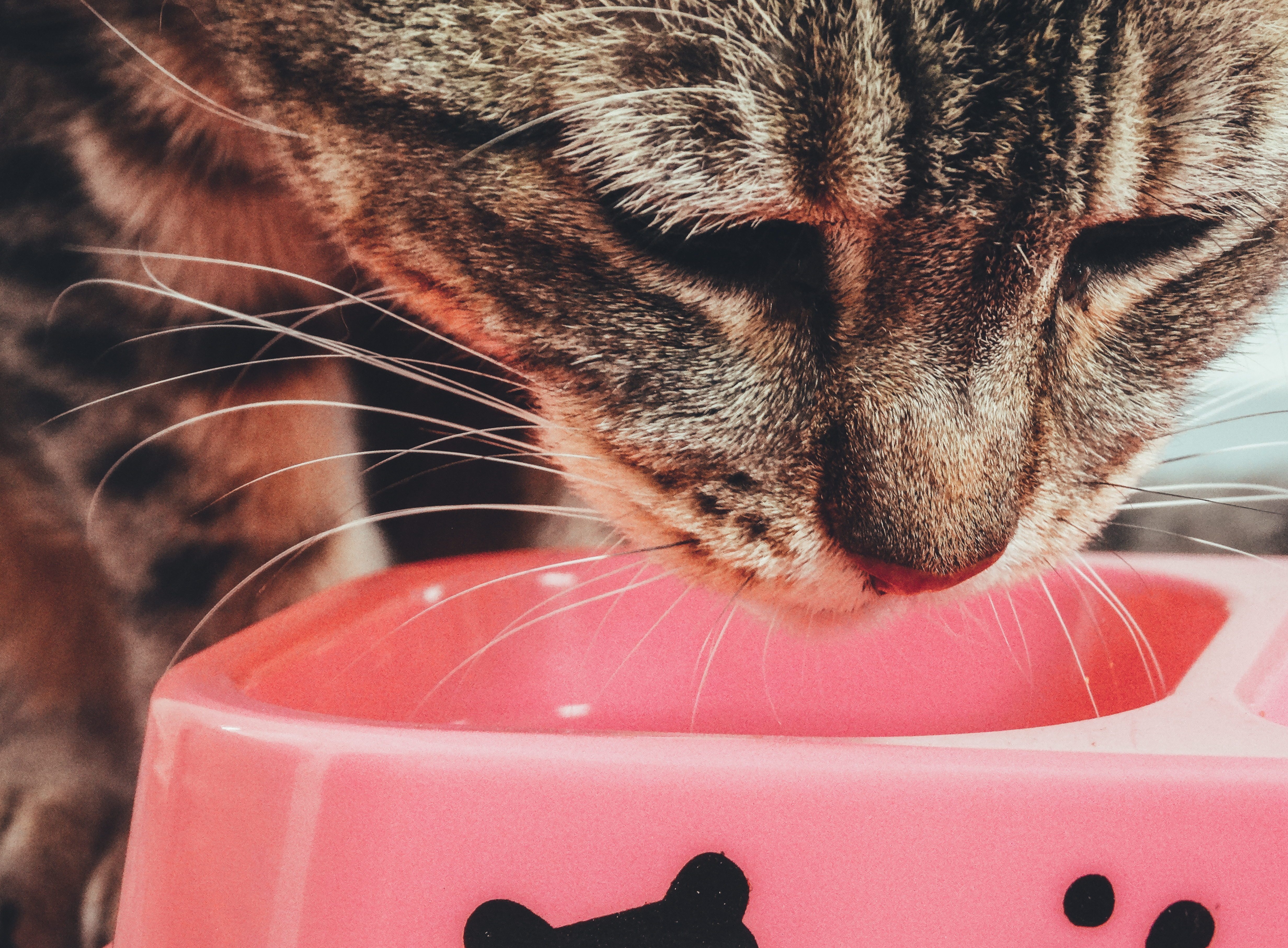 The Best Cat Food For Sensitive Stomachs