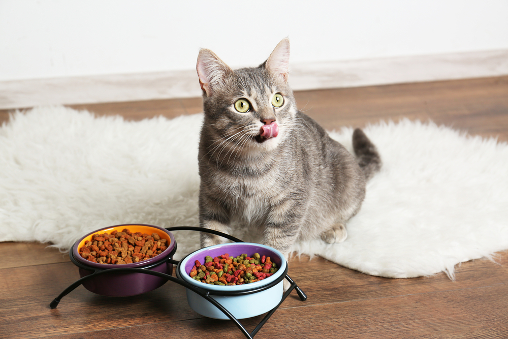The Best Elevated Cat Bowls