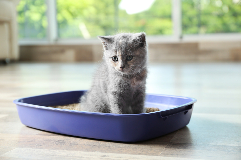 The Best Housebreaking Supplies For Cats