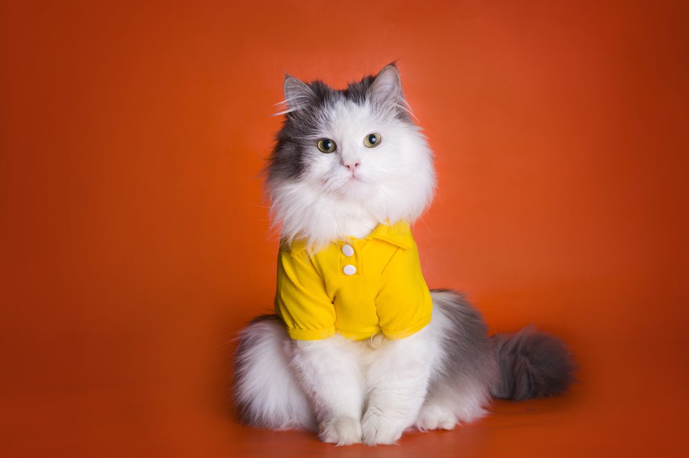 5 Of the Best Cat Shirts To Keep Your Feline Friend Looking Good All Year