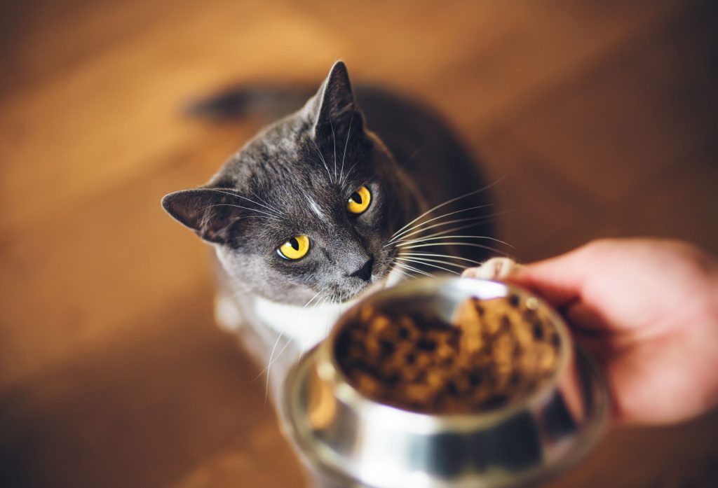 The 5 Best Cat Food Bowls To Get Your Pets Ready For Dinner Time