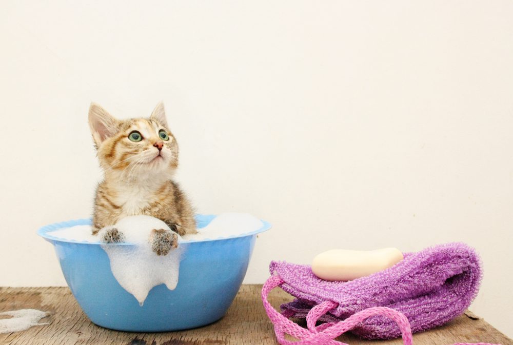 The Best Shampoos For Kittens Available Online Right Now