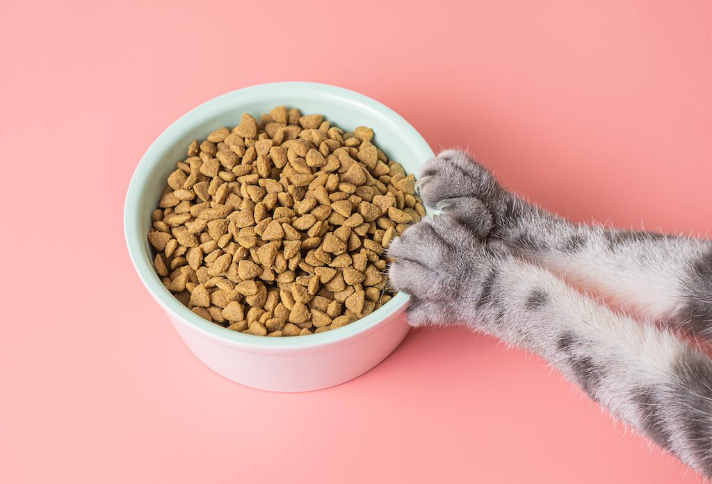 Grab One Of The 5 Best Cat Bowls Online, Because Presentation Counts