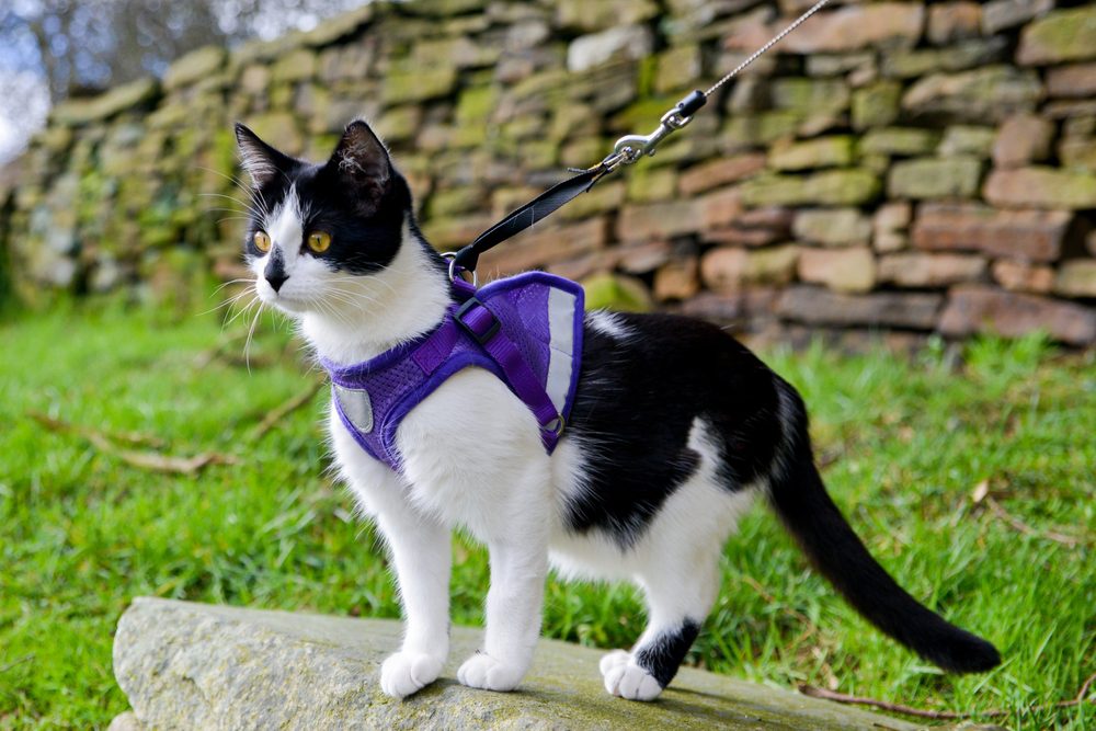 The 5 Best Cat Harnesses to Keep Your Kitty Safe In The Great Outdoors