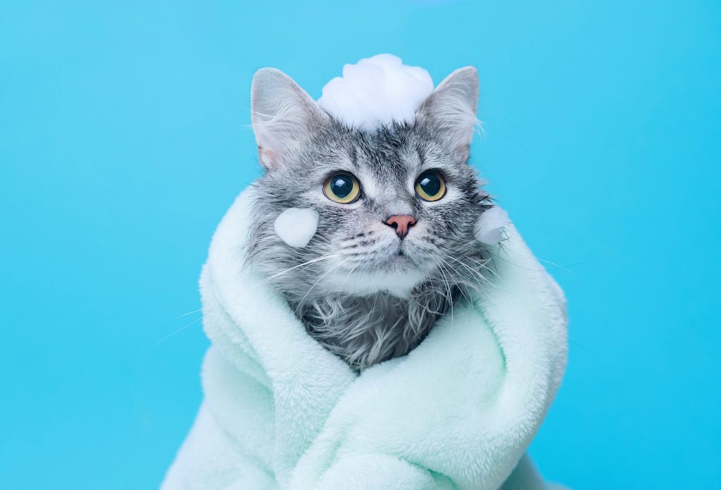 The 5 Best Cat Shampoos For An Instantly Fresh Coat
