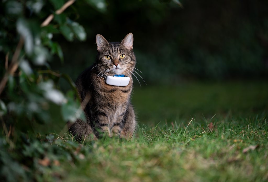The 5 Best Cat Trackers To Keep Your Pet Safe And Easy To Find