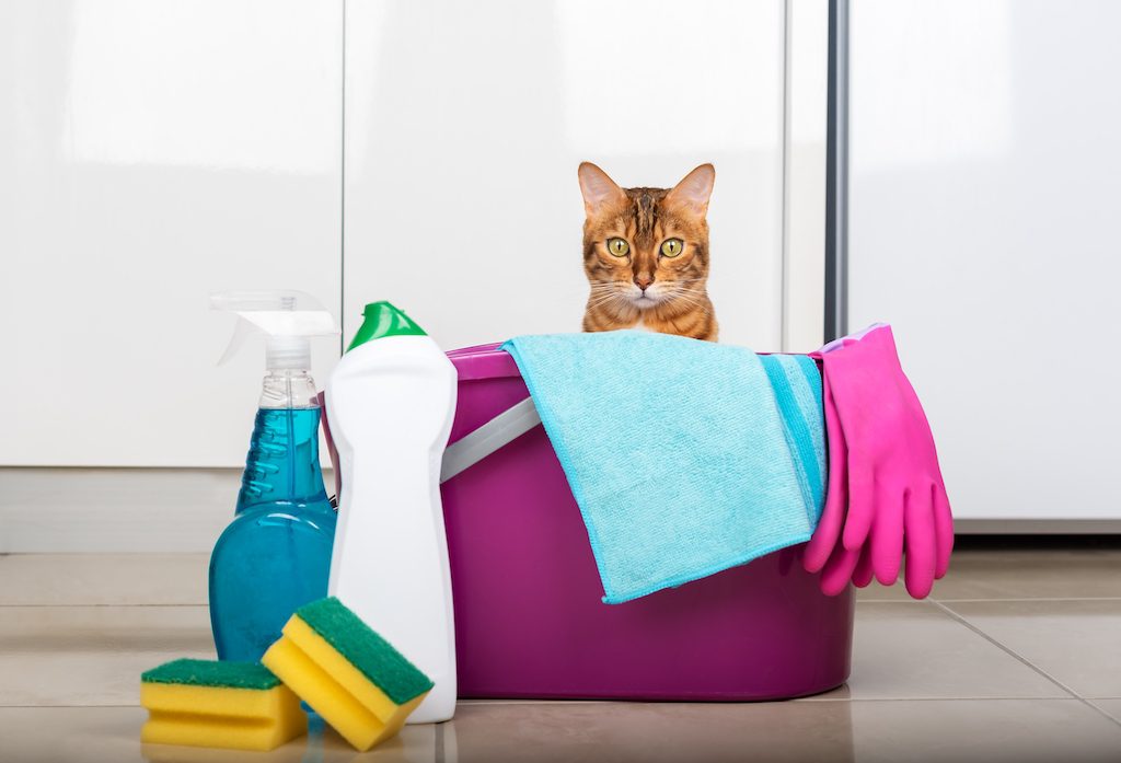 Say Goodbye To Pesky Smells And Stains With The Best Cat Urine Removers