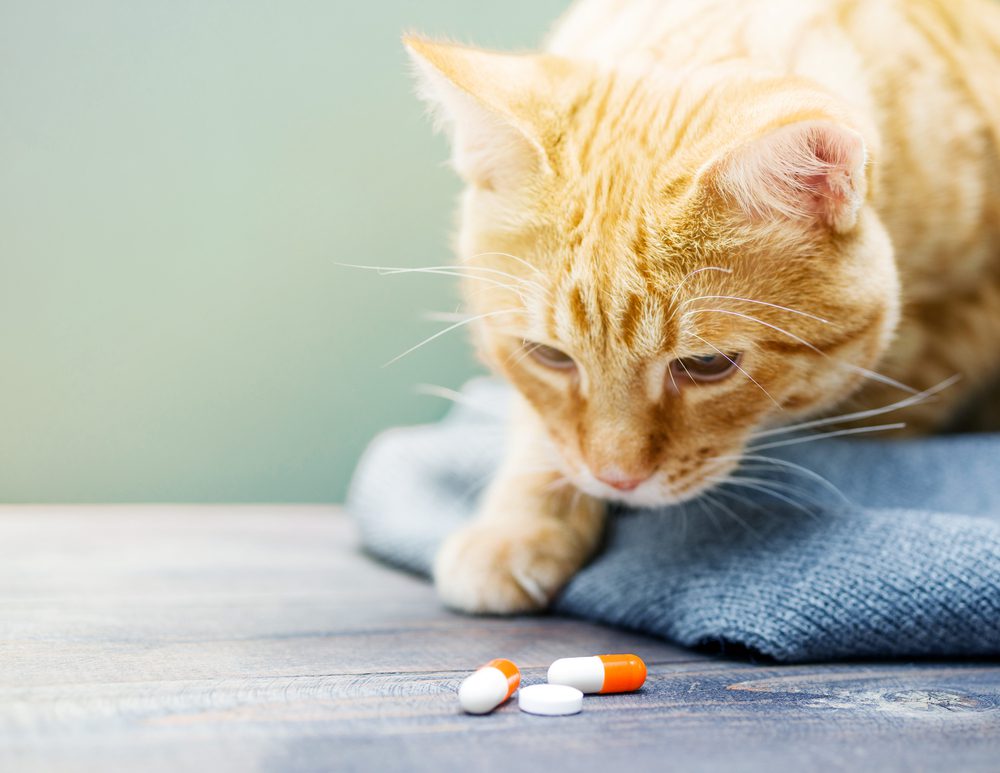 The Best Foods To Hide Cat Pills In