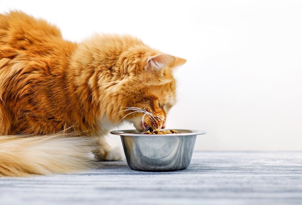 5 Of The Best Grain Free Cat Foods Available Online Now