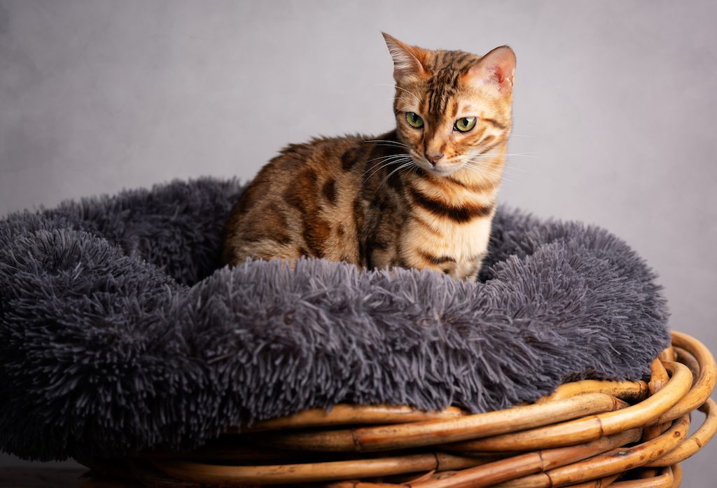 5 Of The Best Luxury Cat Beds To Make Every Cat Nap More Glamorous
