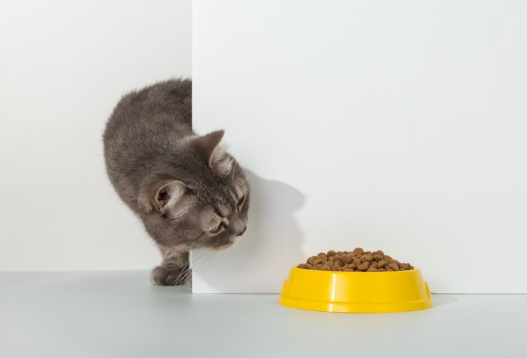 5 Of The Best Natural Cat Foods To Feed Into Your Pets Wild Side