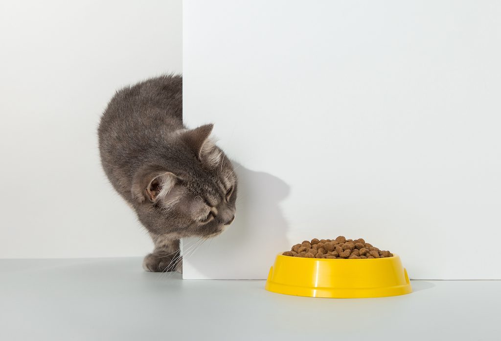 Best cat food for hot sale regurgitation