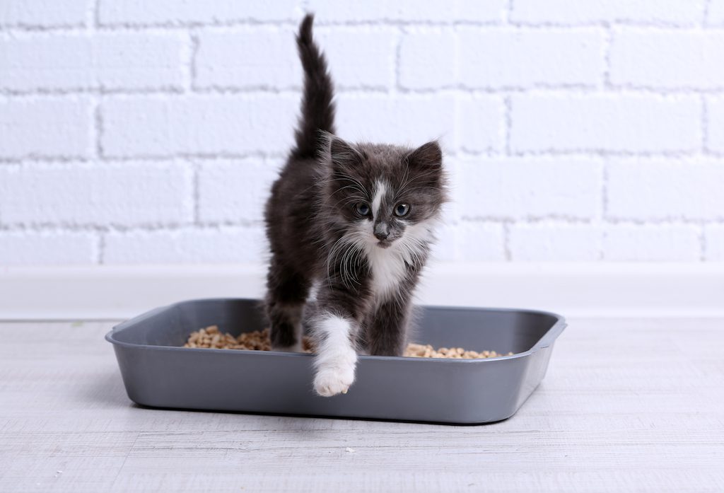 Maintain A Tidy Home With The 5 Best Non-Tracking Cat Litters