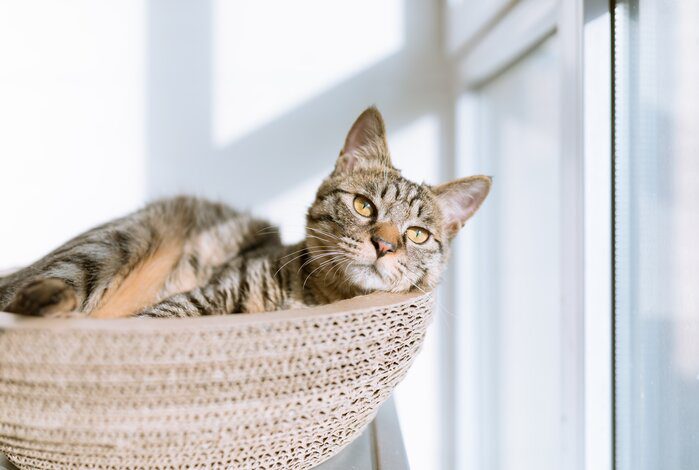The 5 best window cat perches to give your feline 360-degree views