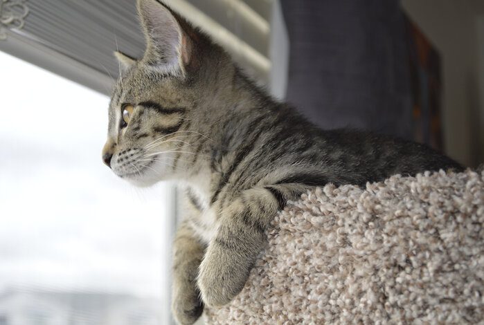 The 5 Best Cat Window Perches So Your Kitty Can Watch The World Go By