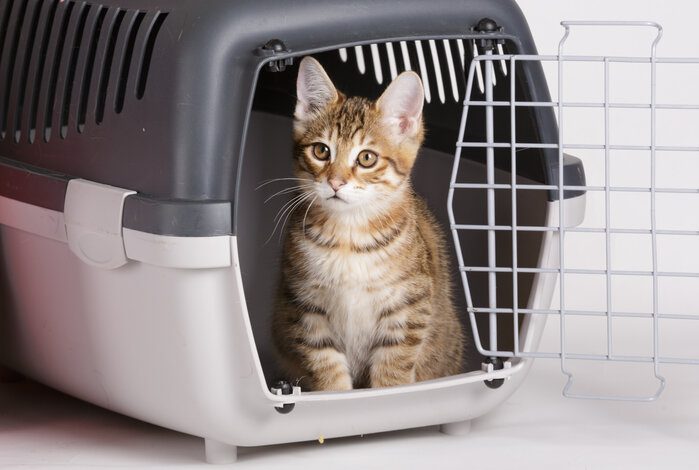 Have Your Feline Travel In Style And Comfort With The 5 Best Cat Crates