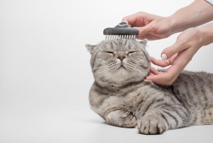 The 5 Best Short-Hair Cat Brushes For A Smooth, Tangle-Free Feline