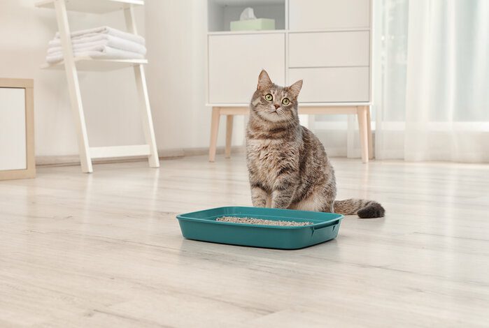 The 5 Best Dust-Free Cat Litters To Keep Your Home Spick-And-Span