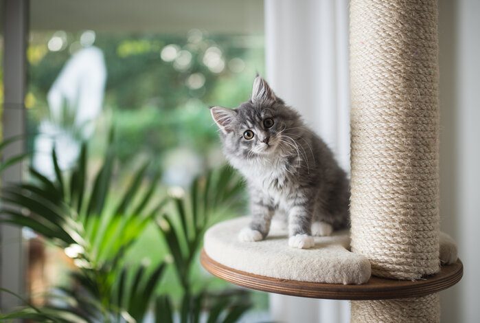 The Best Real Wood Cat Trees For Scratching, Play, And Relaxation