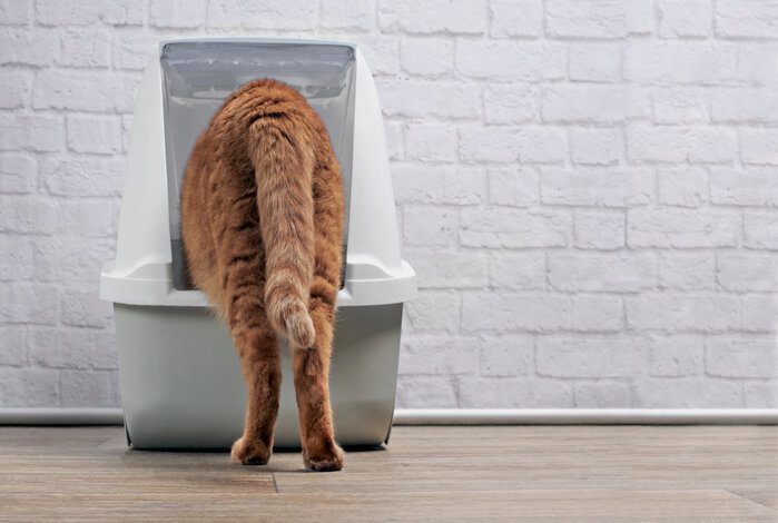 The Best Cat Litter Boxes For Odor-Control To Keep Your Home Smelling Fresh