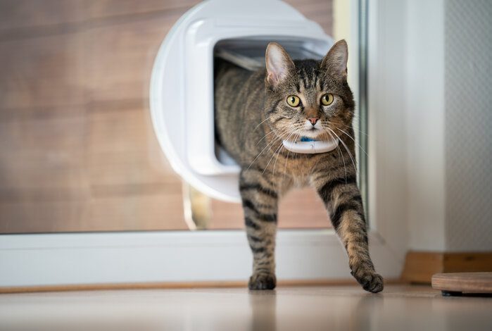 Keep An Eye On Your Feline's Whereabouts With The Best Cat GPS Tracker