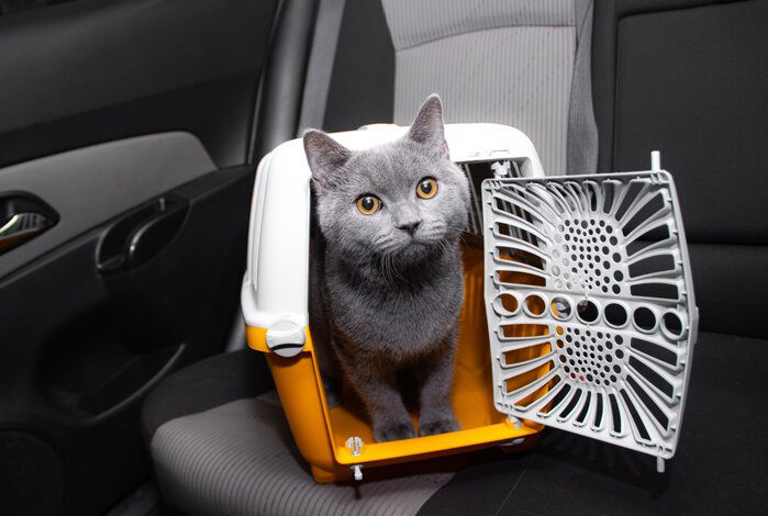 The 6 Best Cat Car Carriers For A Comfortable, Stress-Free Journey