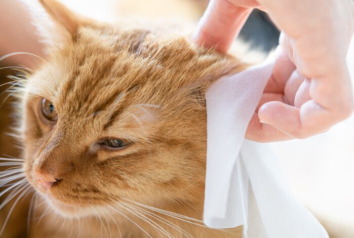 Keep Your Kitty’s Ears Squeaky-Clean With The 5 Best Cat Ear Cleaners