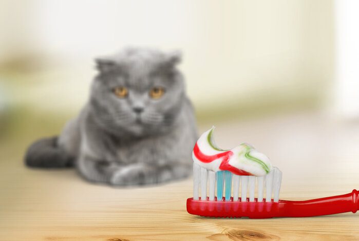 The Best Cat Toothpaste To Keep Your Feline’s Fangs Clean And Healthy