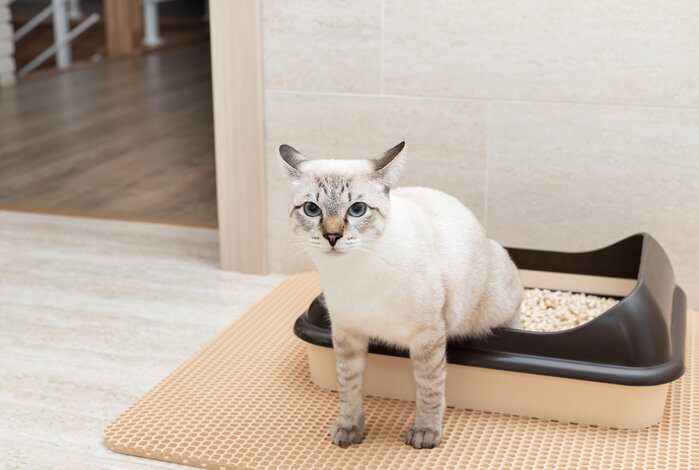 The Best Cat Litter Mats On The Market To Keep Your Home Mess-Free