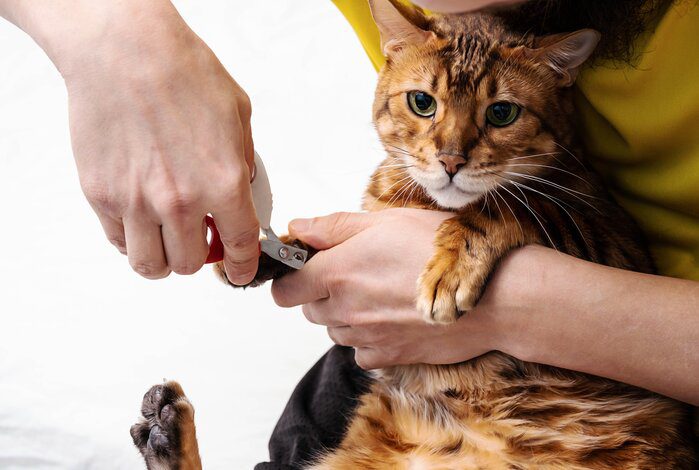 The Best Cat Nail Clippers To Keep Their Talons Neat And Tidy