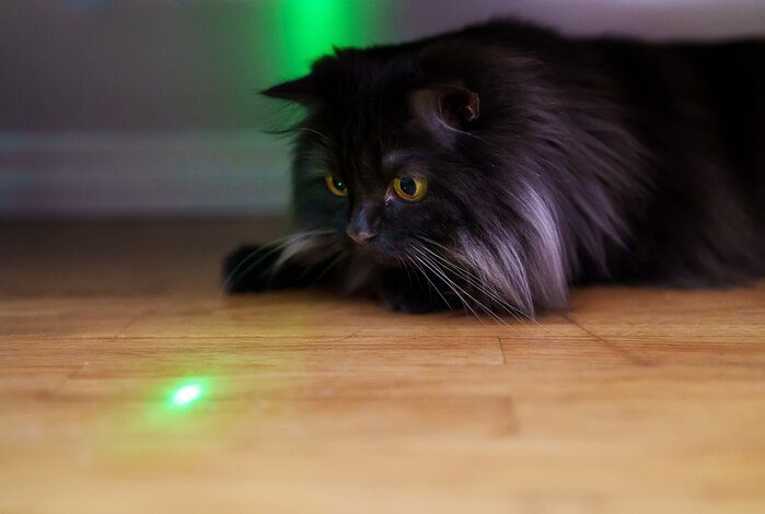 The Best Laser Pointers To Keep Your Cats Alert, Engaged, And Entertained