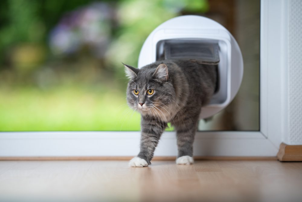 The 5 Best Cat Doors To Give Your Kitties More Freedom And Independence