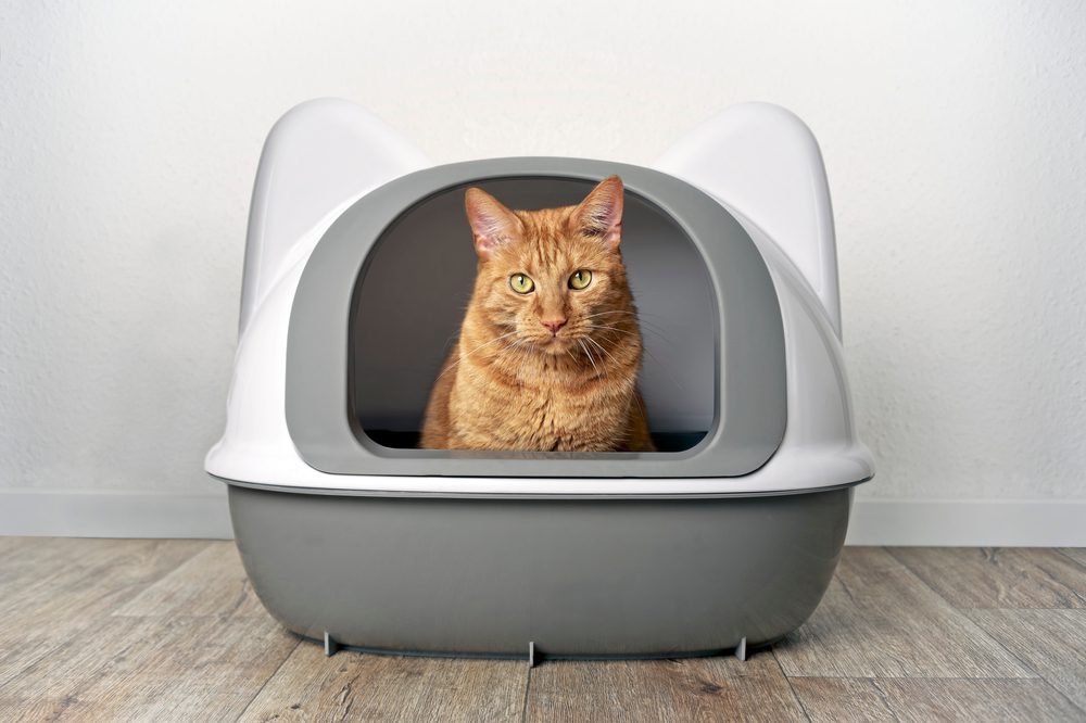 The 5 Best Cat Litter Box Liners For Easy Maintenance