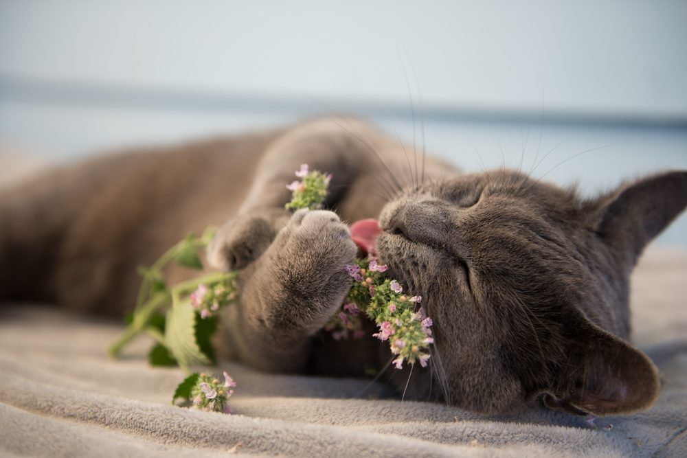 The 5 Best Catnips For Cats To Have Fun And Let Loose