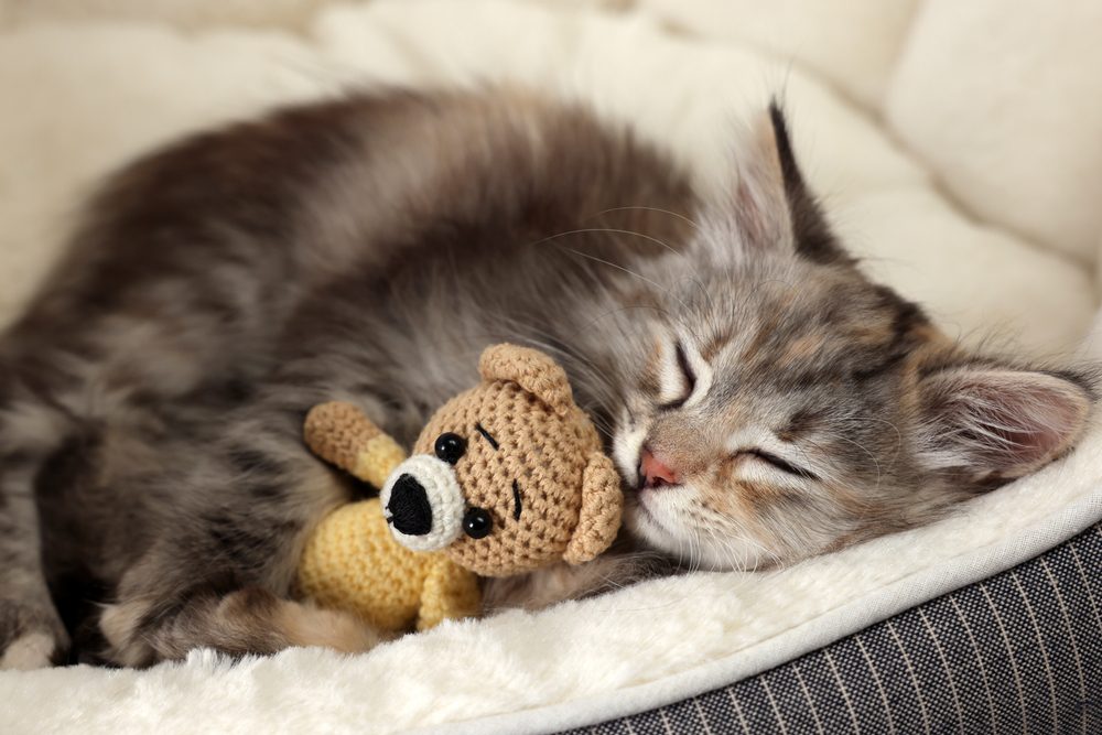5 Of The Best Kitten Beds To Keep Your Little Feline Comfy All Night Long