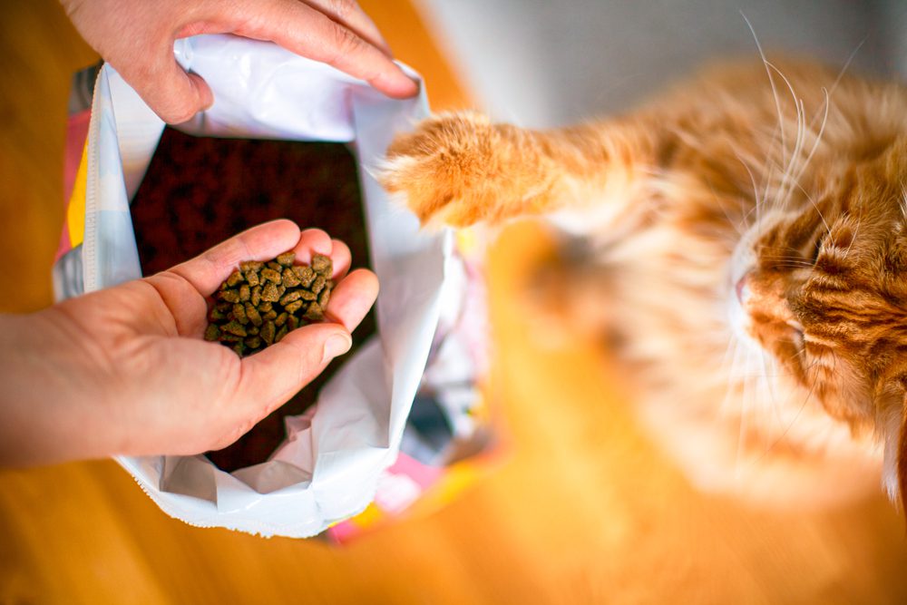 The Best Cat Food Toppings