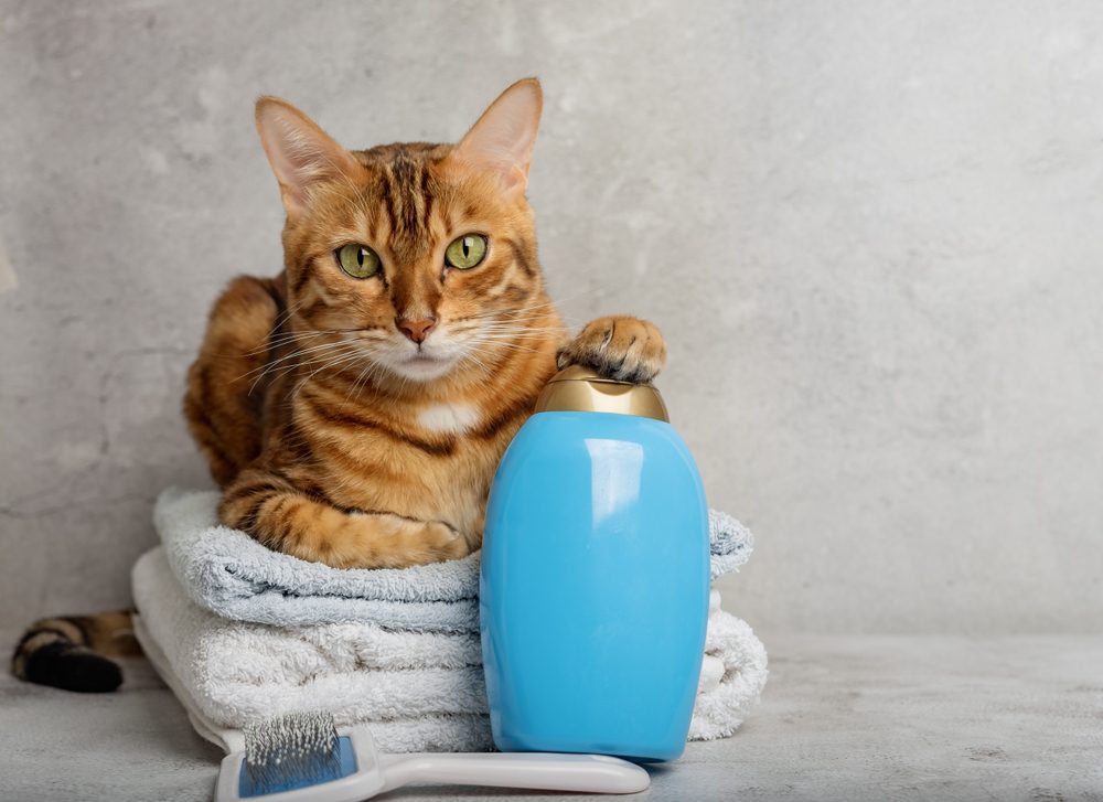 The 5 Best Dry Shampoo For Cats