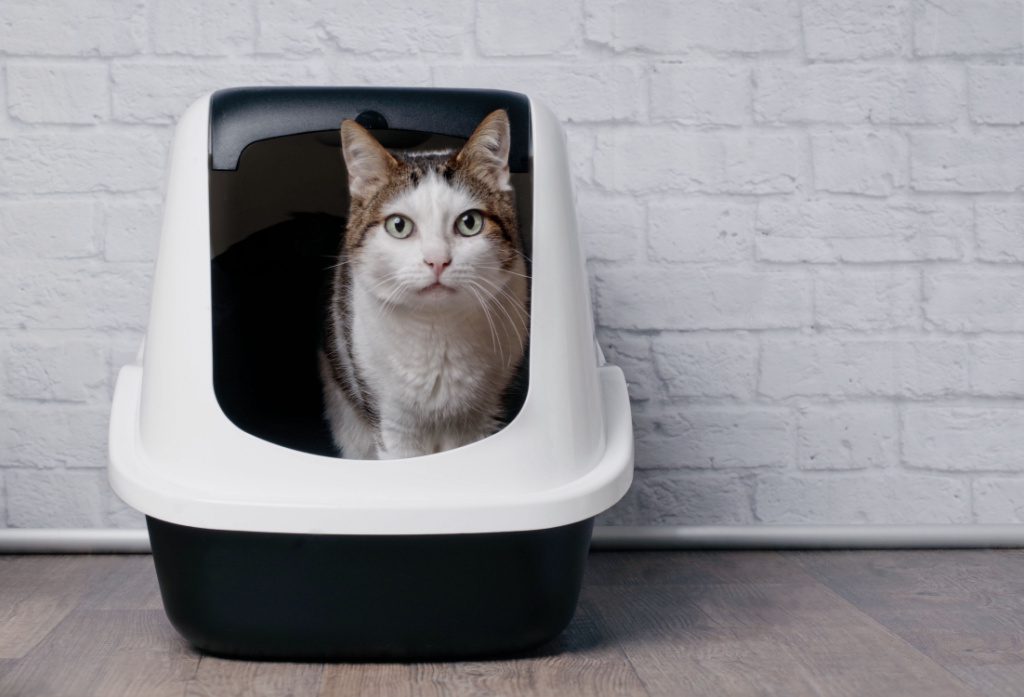 The 5 Best Litter Boxes For Hassle-Free Odor Control