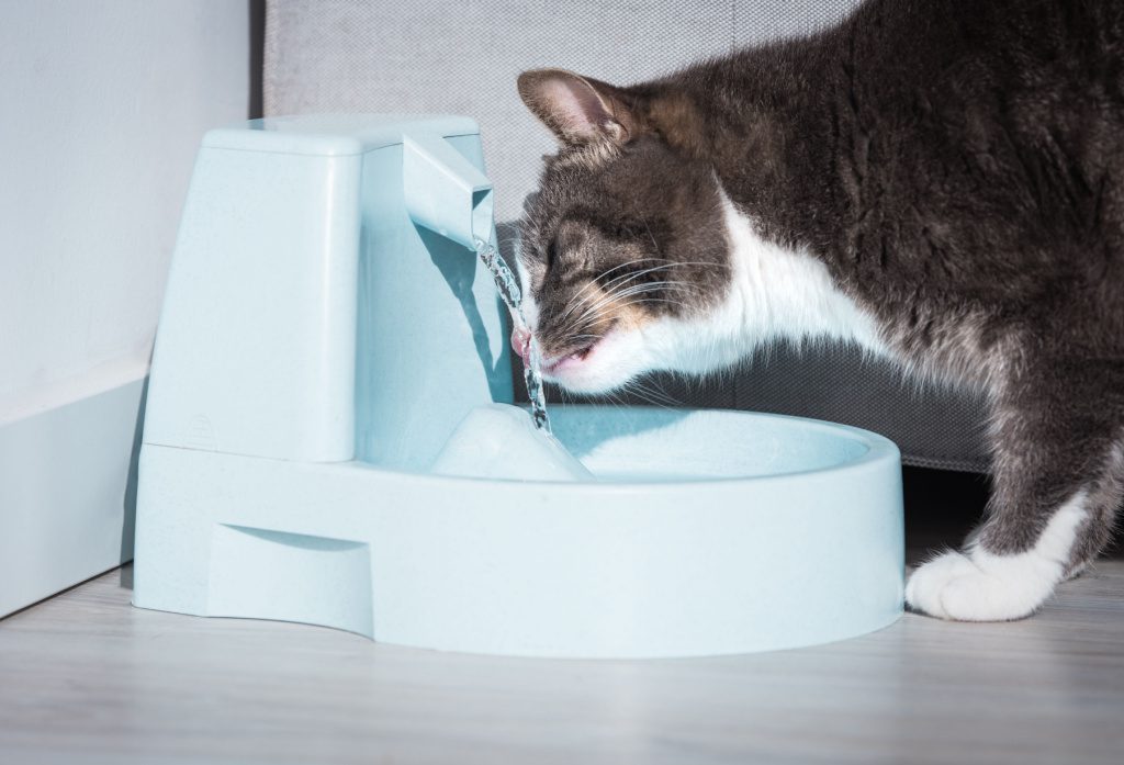 The 5 Best Ceramic Cat Water Fountains For Hassle-Free Hydration