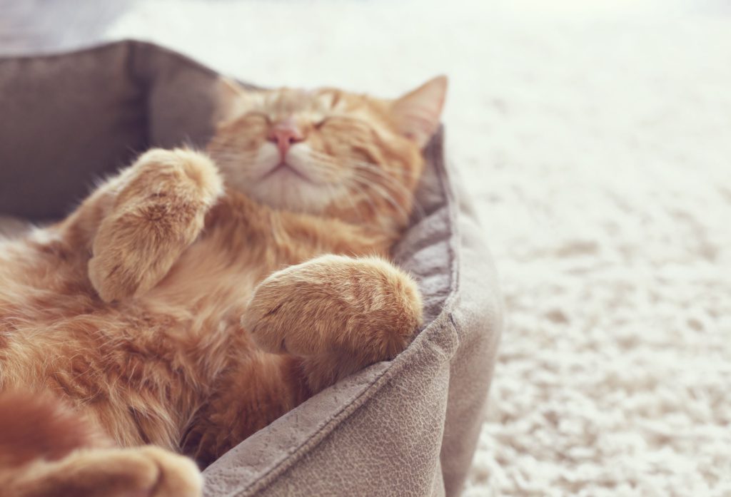 The 5 Best Heated Cat Beds To Keep Your Pets Comfy And Cozy