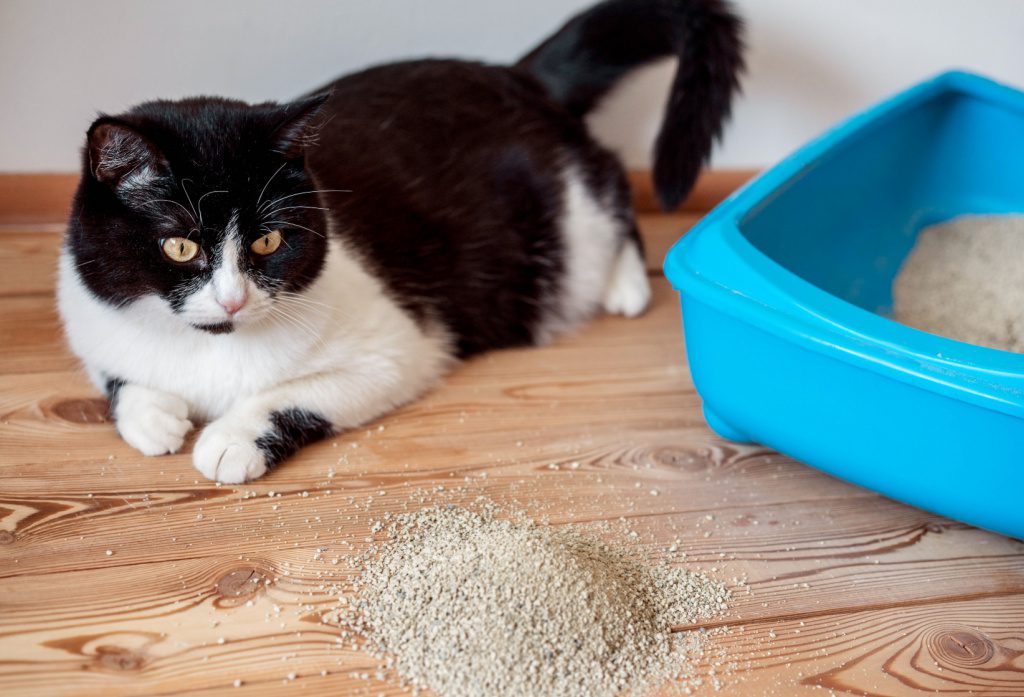 The 5 Best Low-Tracking Cat Litters For Clean Paws