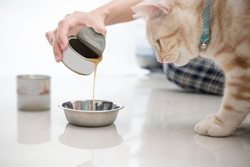 The Best Cat Food Broths