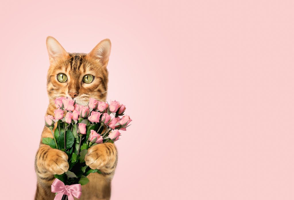 The 5 Best Cat Mom Gifts For Celebrating A Love Of Cats