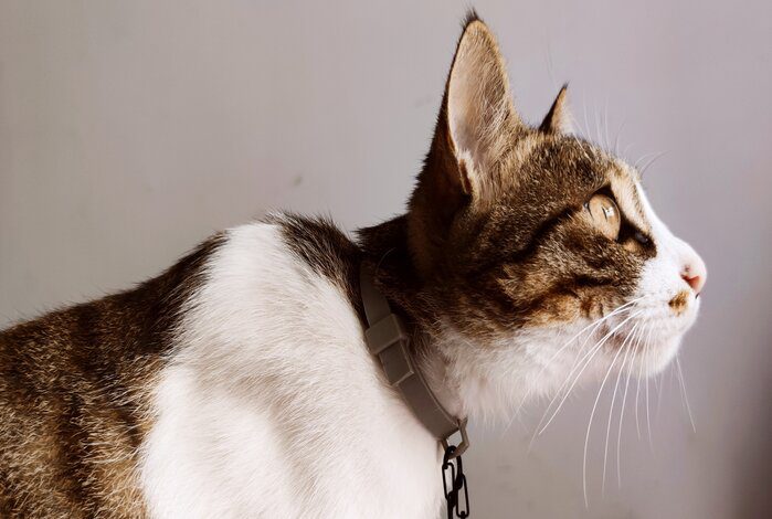 The Best Breakaway Cat Collars For An Easy Escape If Your Cat Gets Tangled
