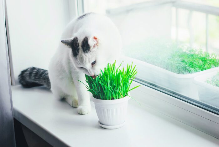The Best Cat Grass Seeds To Aid Their Digestion And Freshen Stinky Breath