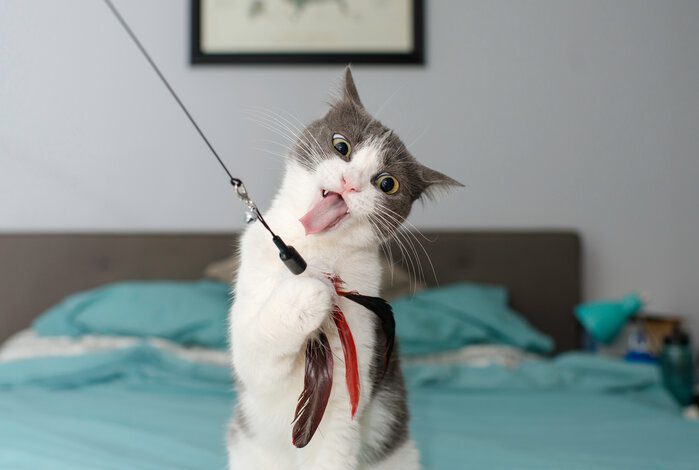 The Best Cat Wand Toys To Build A Playful Bond With Your Feline